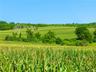 The fields are currently cultivated with corn, alternating with soybeans each year. Southern end of the  north field, looking north.