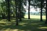 Spring Tree Farm