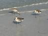 Siesta Key