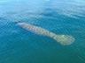 Manatee