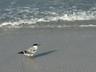 Siesta Key