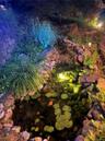 View of Koi Pond at night