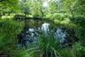 pond