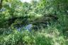 pond