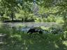 Pond