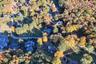 Birds Eye View