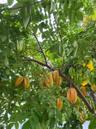 Mature fruit-bearing starfruit tree featuring dense, vibrant green foliage and seasonal harvest