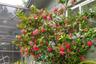 Maintained tropical landscaping.