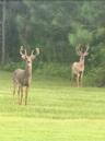 Two bucks beside the driveway