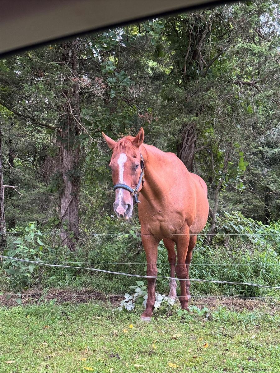 "Takota" is waiting to show your his beautiful home and grounds!