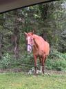 "Takota" is waiting to show your his beautiful home and grounds!