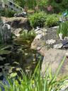 One of two ponds on the property, this one is a poolside koi pond with a peaceful water-fall feature!