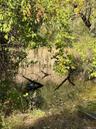 Lovely pond with access to the Wawayanda Creek!