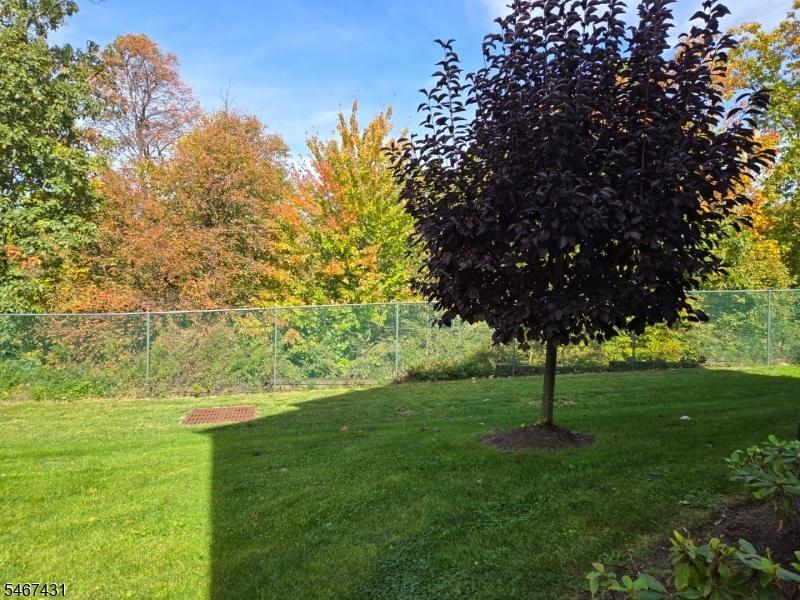 Back yard views!