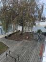 Waterfront property featuring a wood-plank deck, mature weeping willow, and private dock