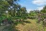 Wooded lot with oines and oaks