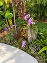 Landscaped garden featuring mature palm trees, flowering orchids, natural stone borders, and concrete walkway