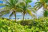 Coastal property featuring mature palm trees and lush, low-lying coastal vegetation