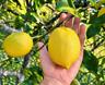 Lemon Tree