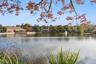 Pond