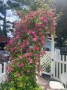 roses