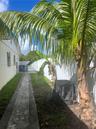 Side yard featuring a concrete paver walkway, white privacy fencing, and mature palm vegetation
