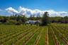 Vineyard views
