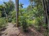 Expansive grounds featuring dense tropical vegetation, mature palm trees, and diverse native landscaping