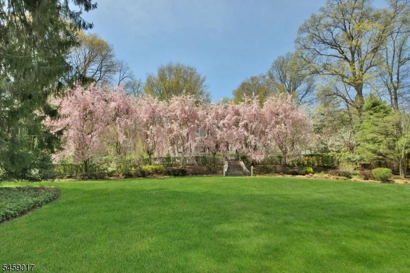 Weeping Cherry Trees