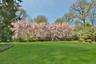 Weeping Cherry Trees