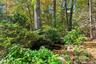 Pond