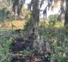 Expansive outdoor space featuring mature oaks draped with Spanish moss, native vegetation, and wire fencing