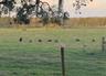 Expansive pasture featuring open grasslands, mature trees with moss, and post-and-rail fencing