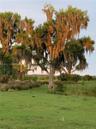 Expansive pastoral acreage featuring mature trees with hanging moss, open grassy terrain, and dense low-lying vegetation