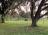Expansive acreage featuring mature oak trees, moss-covered canopy, open pasture, and wire fencing
