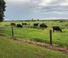 Expansive pastureland featuring wire fencing, sodded acreage, and mature tree lines