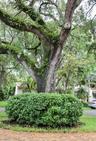 Mature oak tree with moss-covered branches, manicured shrubbery, and brick paver ground surface