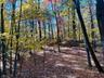 Wooded Area
