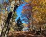 Wooded Area