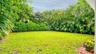 Backyard featuring a level lawn, mature perimeter palm trees, and dense shrubbery
