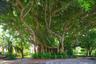 Mature banyan tree with an expansive canopy, complex root structure, and integrated ground-level ferns