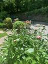 Bluestone Patio in Bloom