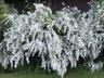Bridal Veil Flowering Plants