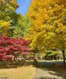 Majestic Fall Foliage