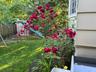 FABULOUS GLENWOOD COLONIAL