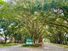 Beautiful tree lined streets of Bentley Park
