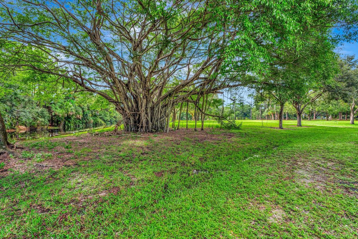 Expansive green lawn with mature trees and a large banyan tree