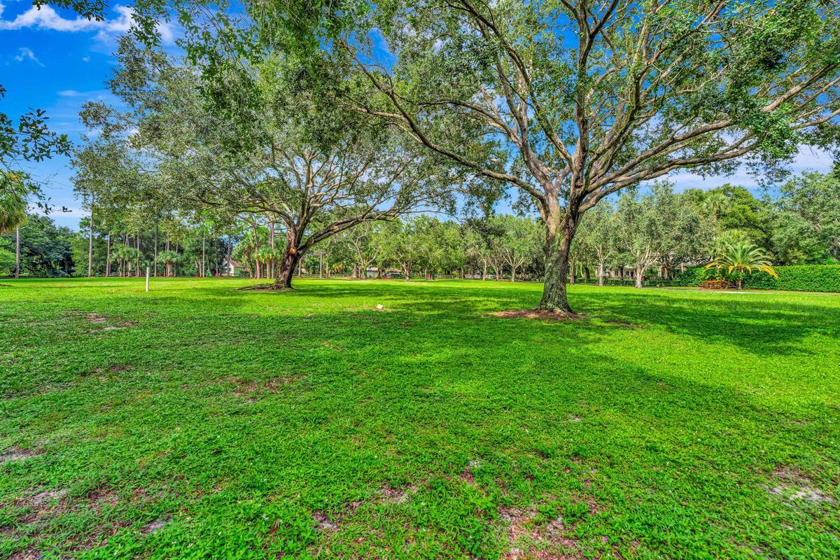 Expansive green space featuring two mature trees with substantial canopies, surrounded by additional lush foliage