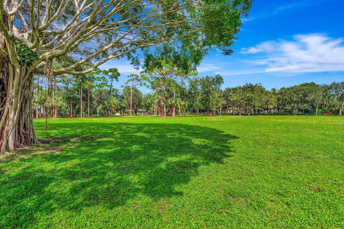 Expansive green space featuring a mature tree with aerial roots and a backdrop of diverse trees