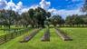 blueberry trees